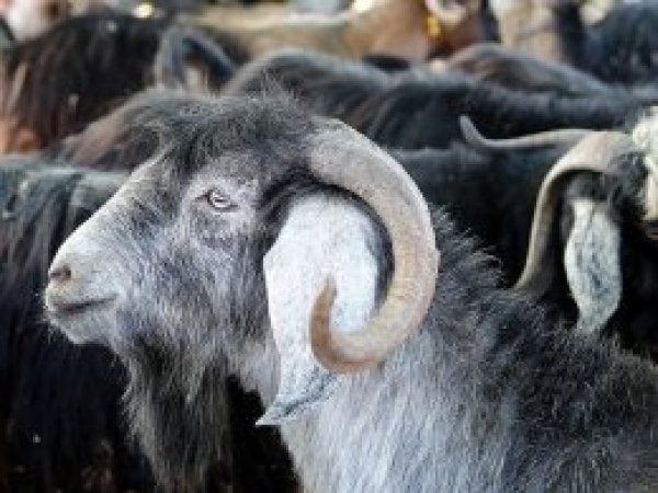 Satılmayan kurbanlıkları devlet alacak
