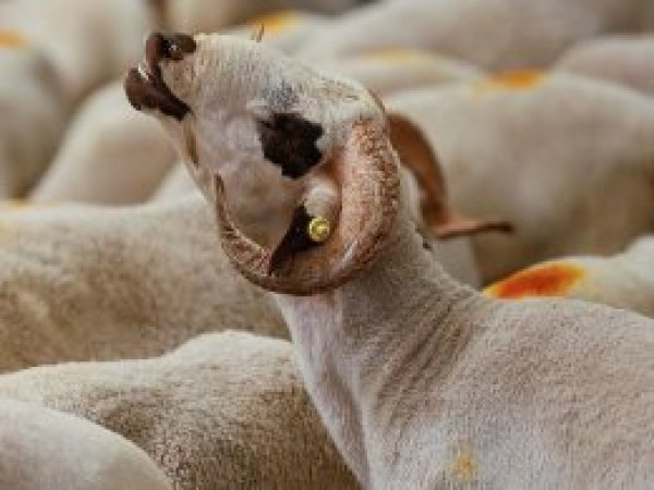 'Kurban keserken eziyet edenlere ceza verilecek'
