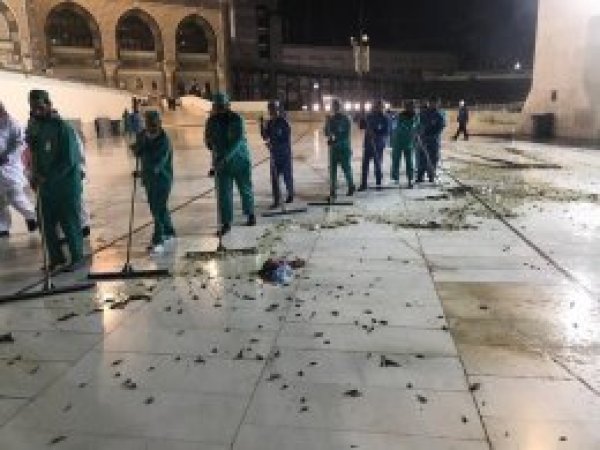 Mekke'yi çekirgeler ve hamam böcekleri bastı