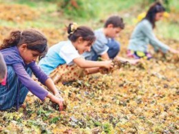 152 milyon çocuk işçilik yapıyor