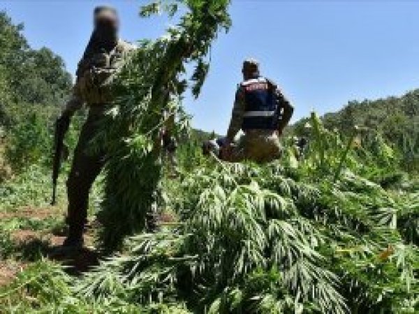 Diyarbakır'da bu yıl 15 milyon kök Hint keneviri ele geçirildi
