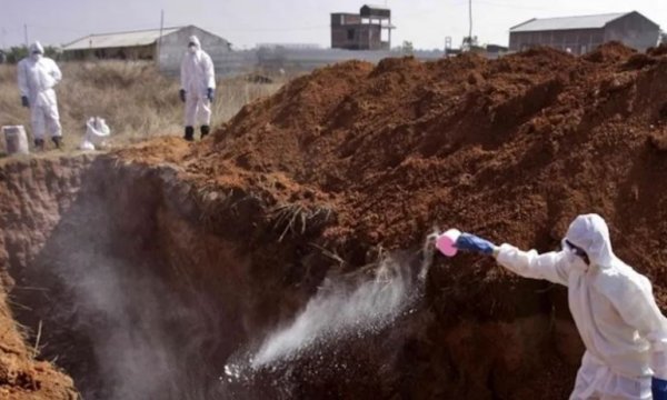 Hollanda'da kuş gribi yayılıyor: İnsanlara bulaşabilir