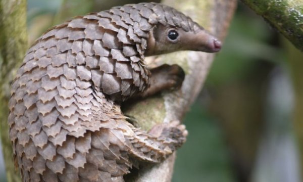 Çinli bilim insanları: Koronavirüs pangolinlerden bulaşmış olabilir