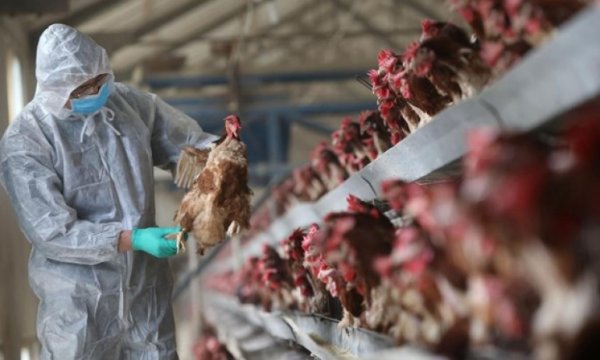 Hindistan ve Filipinler’de kuş gribi salgını
