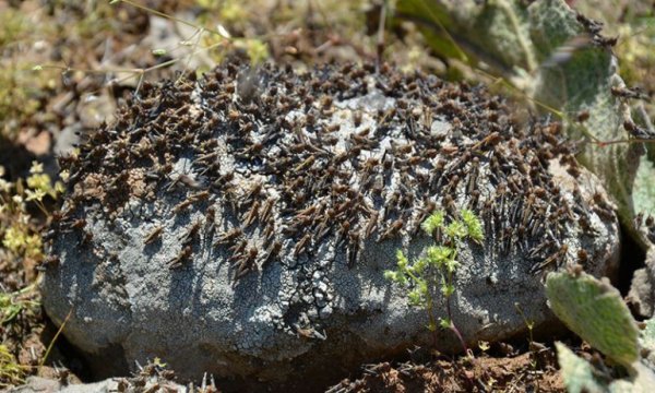 Doğu Afrika öncekilerden 20 kat büyük çekirge istilasıyla karşı karşıya
