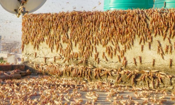 Pakistan ve Hindistan'dan sonra Rusya'da da çekirge istilası