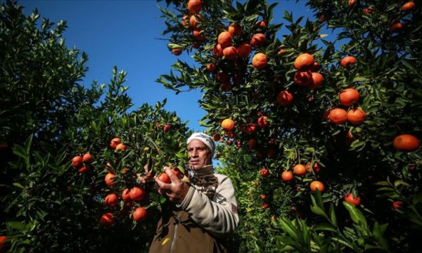 Gazze'nin meşhur narenciye bahçeleri İsrail'in saldırıları nedeniyle yok olma tehdidi altında