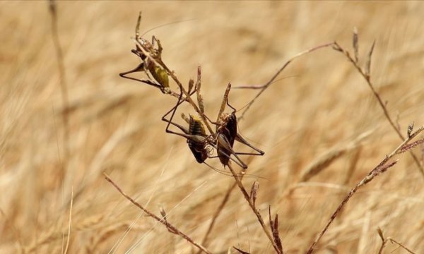 BM, yeni çekirge istilalarına karşı uyardı