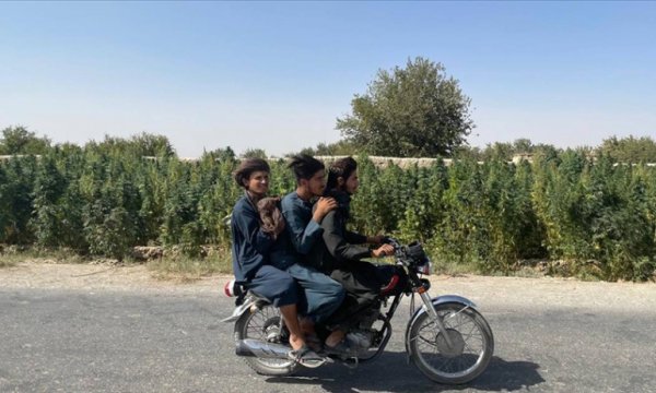 Ekonomik krizdeki Afganistan’da dünya uyuşturucu trafiğinin kaynağı kenevir ekimi sürüyor