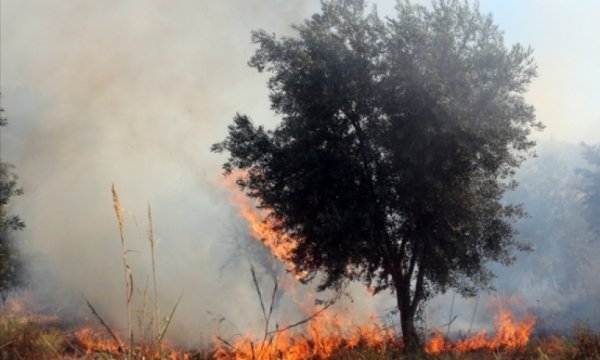 Yahudi yerleşimciler, Filistinlilerin zeytin ağaçlarını yaktı