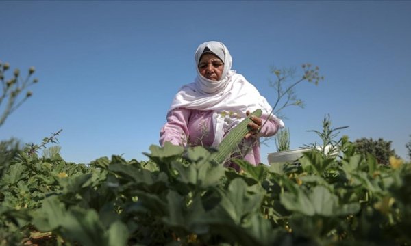 Filistinli kadınlar, topraklarını İsrail'e bırakmamak için ön saflarda mücadele ediyor