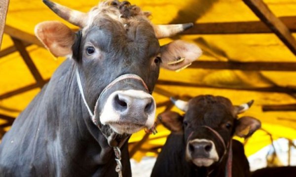 Türkiye için Kurban kesimi tebliği yayınlandı