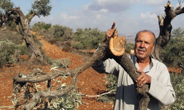 Yahudi yerleşimciler Filistinlilerin zeytin ağaçlarına saldırdı