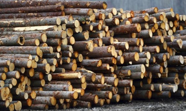 Avrupa'da enerji krizi: Kış öncesi oduna talepte büyük artış yaşanıyor