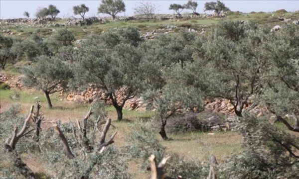 İşgalci Yahudiler Filistinlilere ait zeytin ağaçlarını söktü