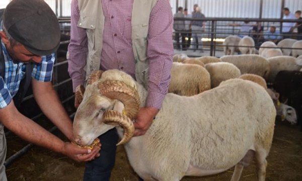 Kurbanlıkların tahmini fiyatları belli oldu