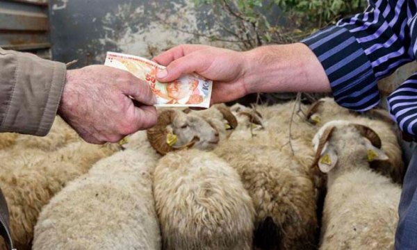 Kurbanlık fiyatlarına büyük zam! 