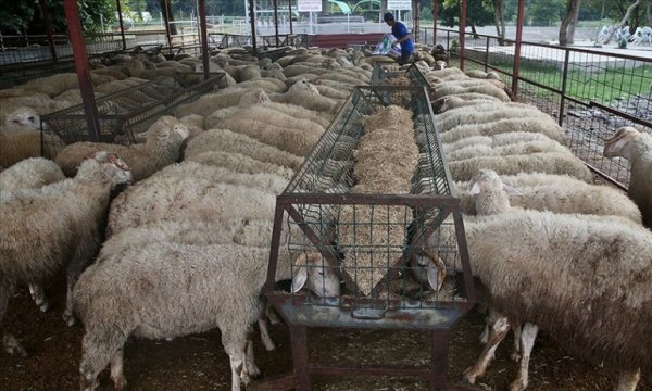 Kurbanlıkların İstanbul'a girişi 24 Haziran'da başlayacak