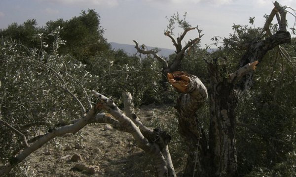 Yahudi yerleşimciler Filistinlilere ait 450 zeytin ağacını söktü