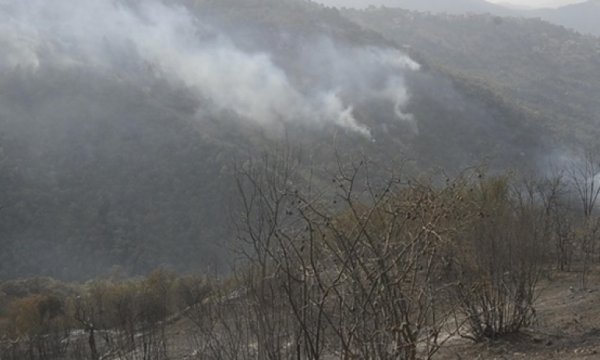 Cezayir’deki orman yangınlarında 26 can kaybı
