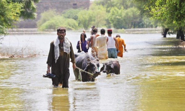 Pakistan’da sel tarımın kalbini vurdu 