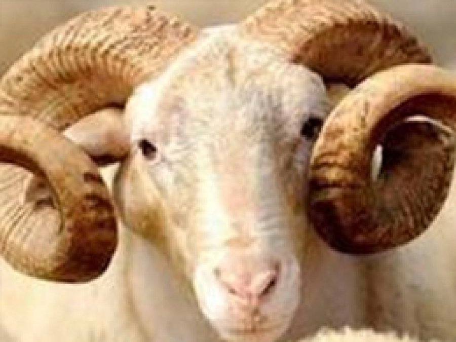 Kurbanlık Kuzular Çalındı