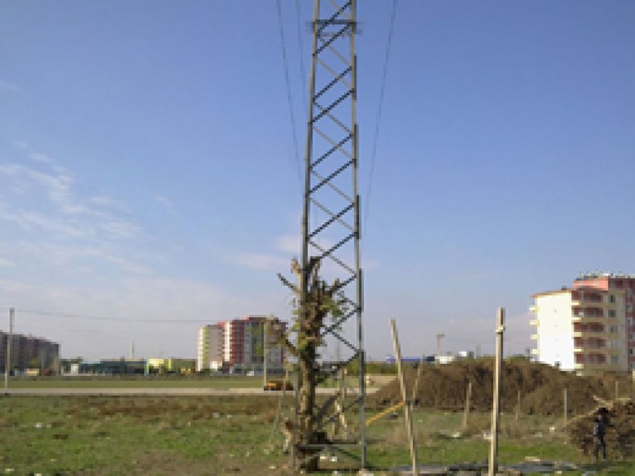 Elektirik Direği İçersinde Yetişen Ağaç Şaşırtıyor
