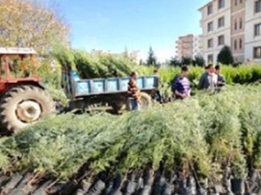 Dargeçit'te 5 Bin Fidan Dikiliyor