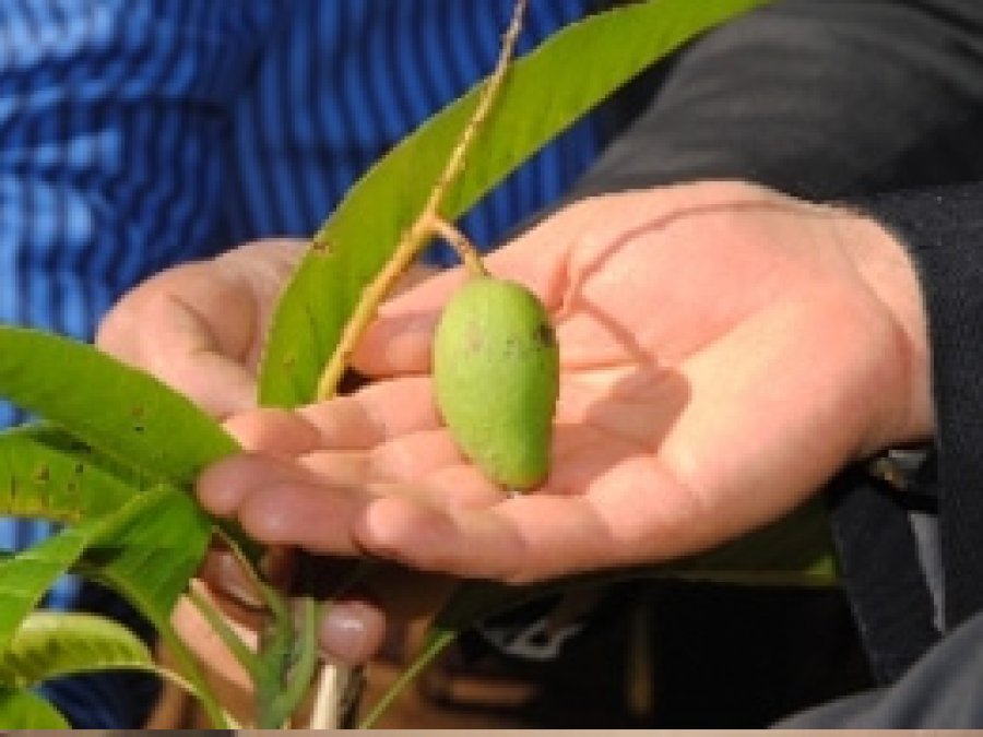 Mango Yetiştirme Çalışmaları Sonuç Verdi