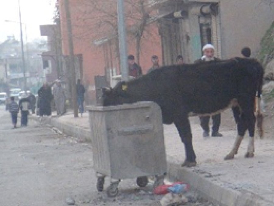 Siirt'te Hayvanlar Özgür
