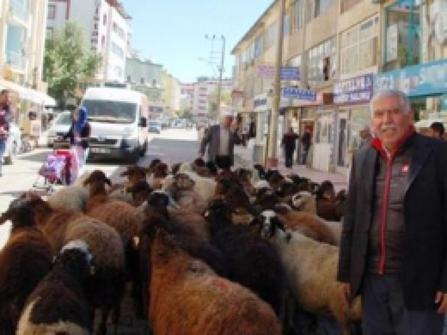 Karakoçan'da Kurbanlıklar Görücüye Çıktı