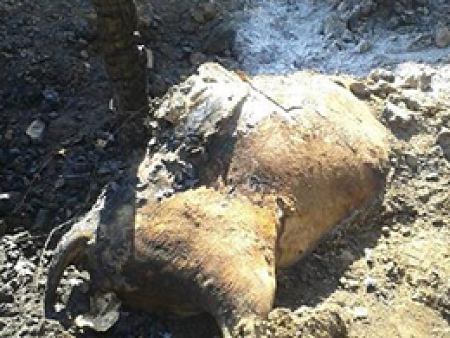 Siverek'te Yangın: 16 Büyükbaş Hayvan Telef Oldu