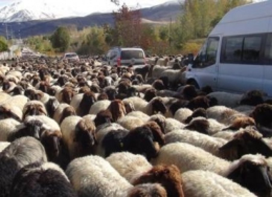 Koyun Sürüleri Trafiği Adeta Felç Etti