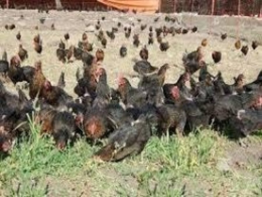 Organik Tavuk Üreticiliğine Destek  