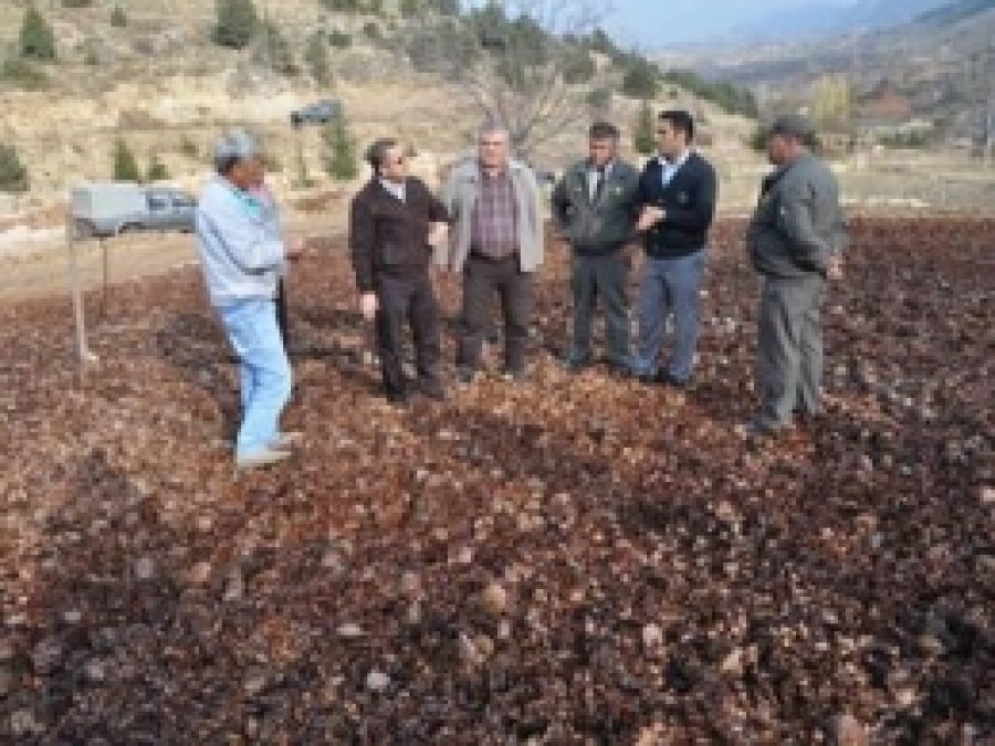Sedir Kozalakları Köylülerin Geçim Kaynağı Oldu