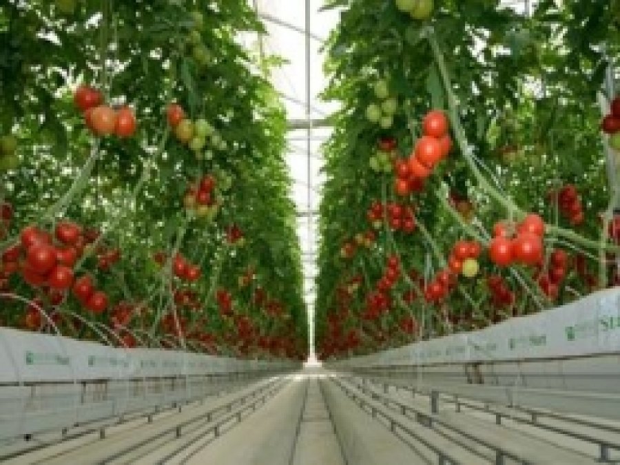 'Çöp Enerji'den Domates Hasadı