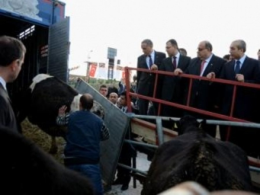 Türkiye'nin İlk Damızlık Gebe Düve İhracatı İzmir'den