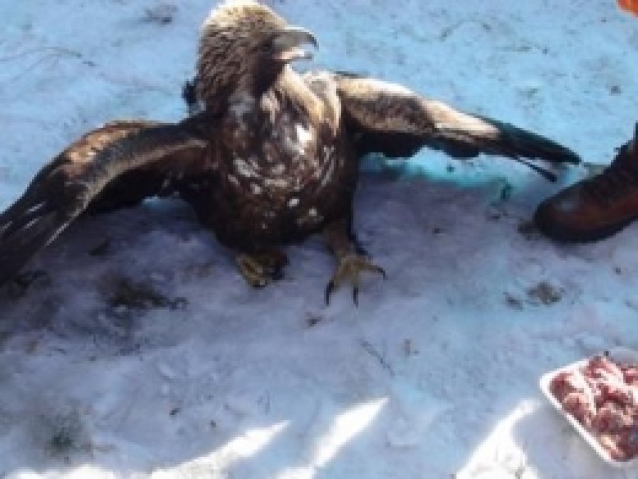 Bingöl'de Bulunan Yaralı Kartal Tedavi Ediliyor 
