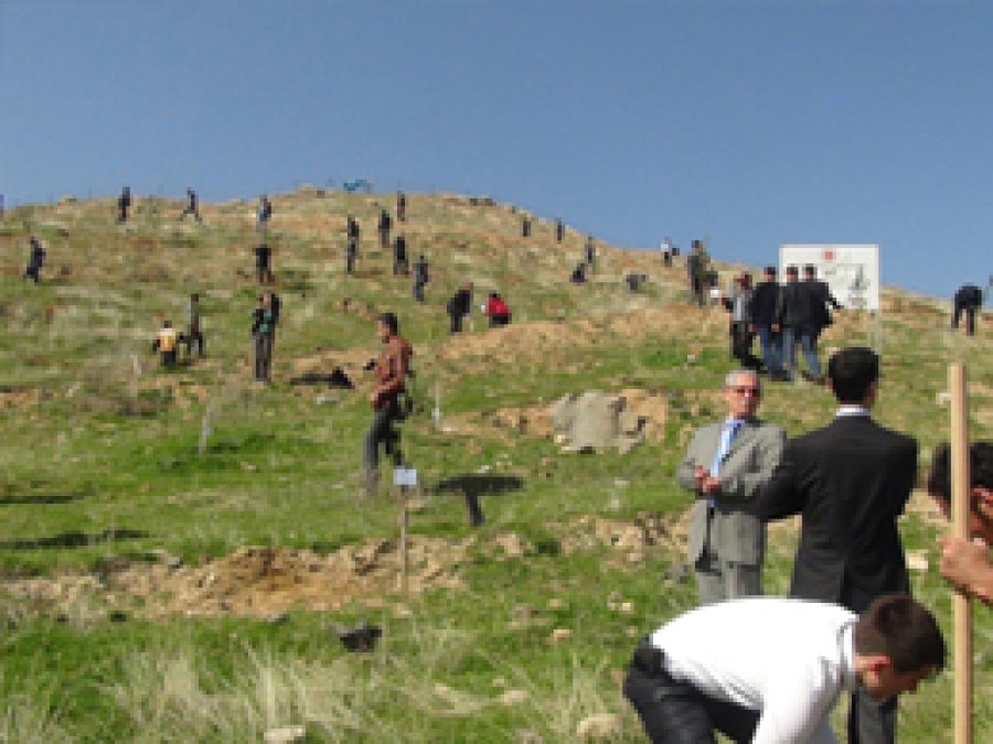 Cizre'de 4 Bin Çam Fidanı Dikildi