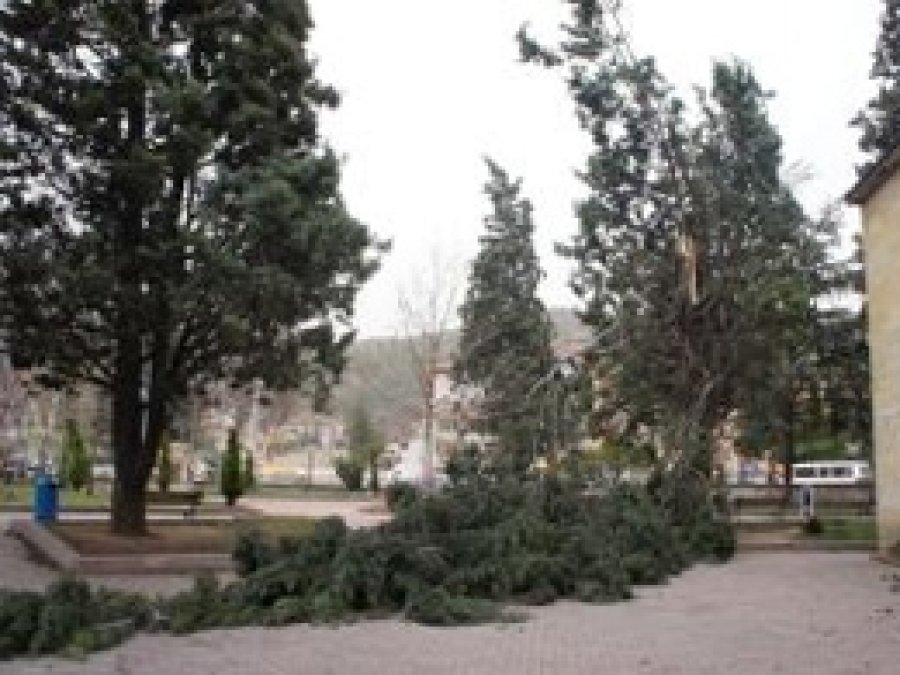 Şiddetli Rüzgardan Ağaç Devrildi