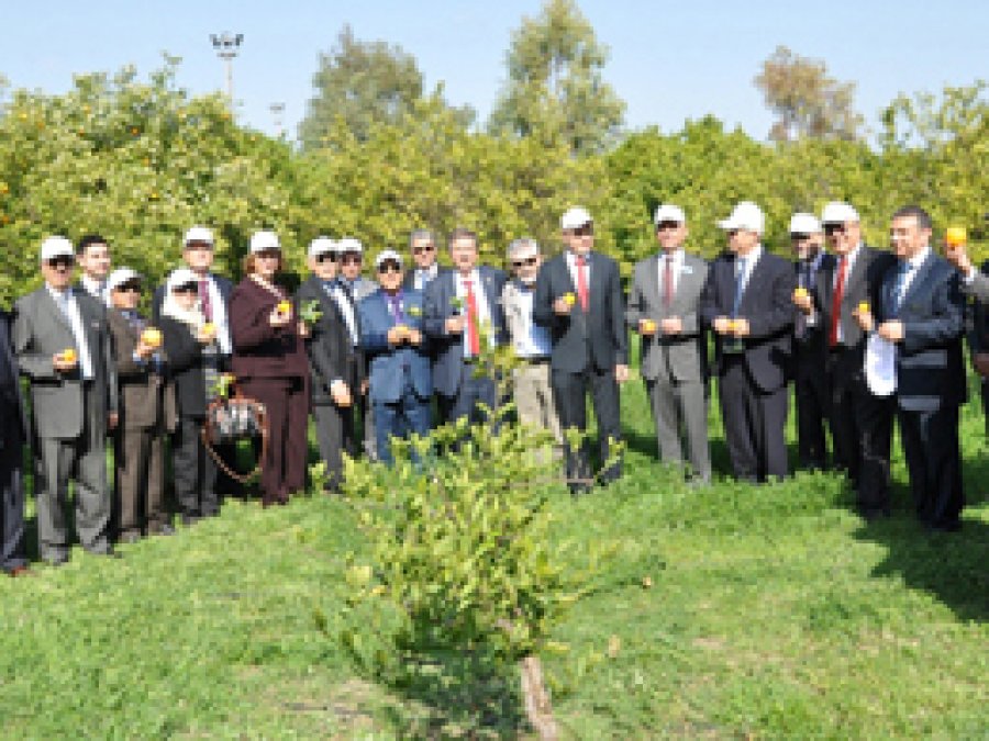 Arap Diplomatlar, Portakal Topladı