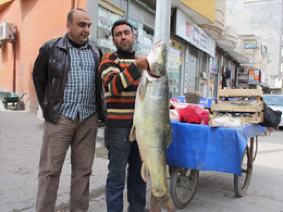 40 Kiloluk Balık Yakalandı