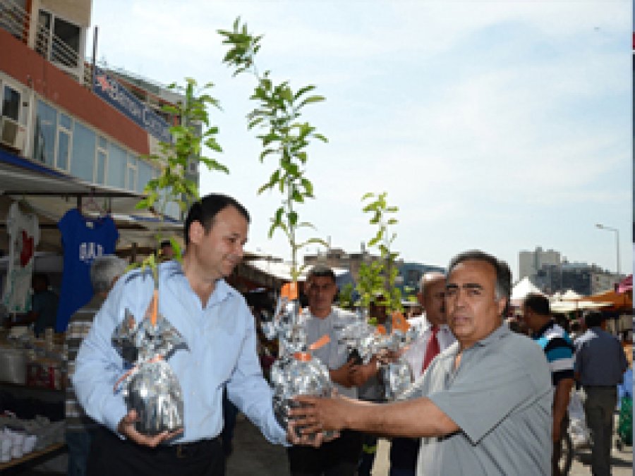 Adana'da 20 Bin Turunç Fidanı Dağıtılacak