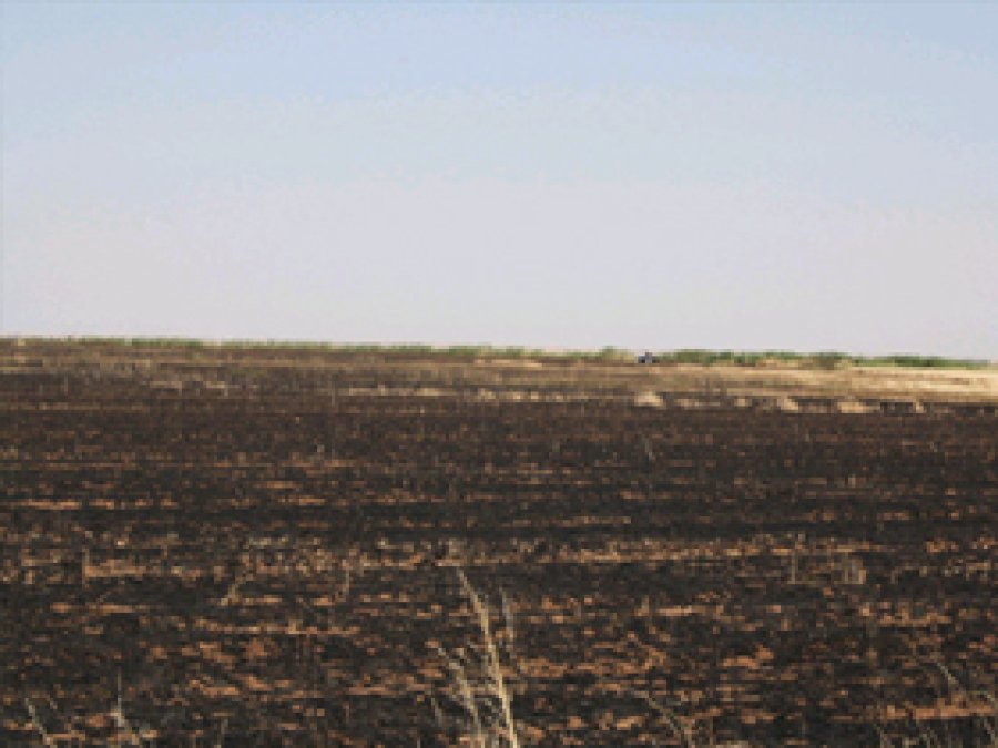 Nusaybin'de Buğday Tarlası Kül Oldu