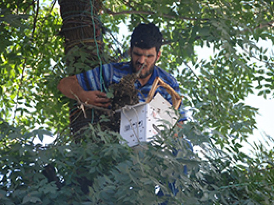 Ballı Ağaç