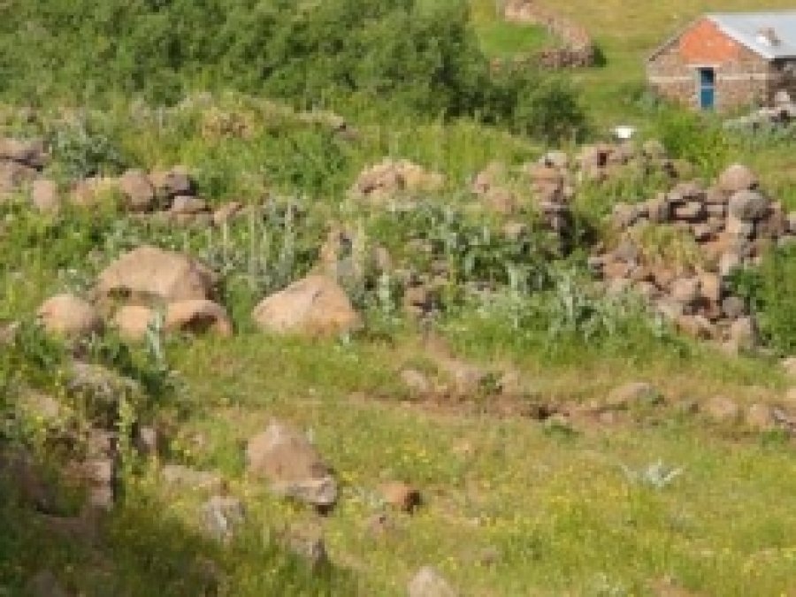 Köylerine Geri Dönmek İstiyorlar