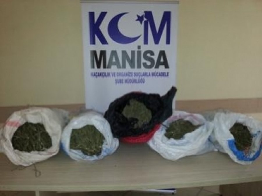 Manisa'da 18 Kilo Esrar 75 Gram Bonzai Ele Geçirildi