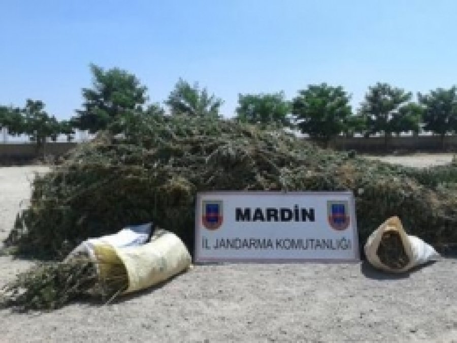 Mardin'de Hint Kenevir Bitkisi Ele Geçirildi