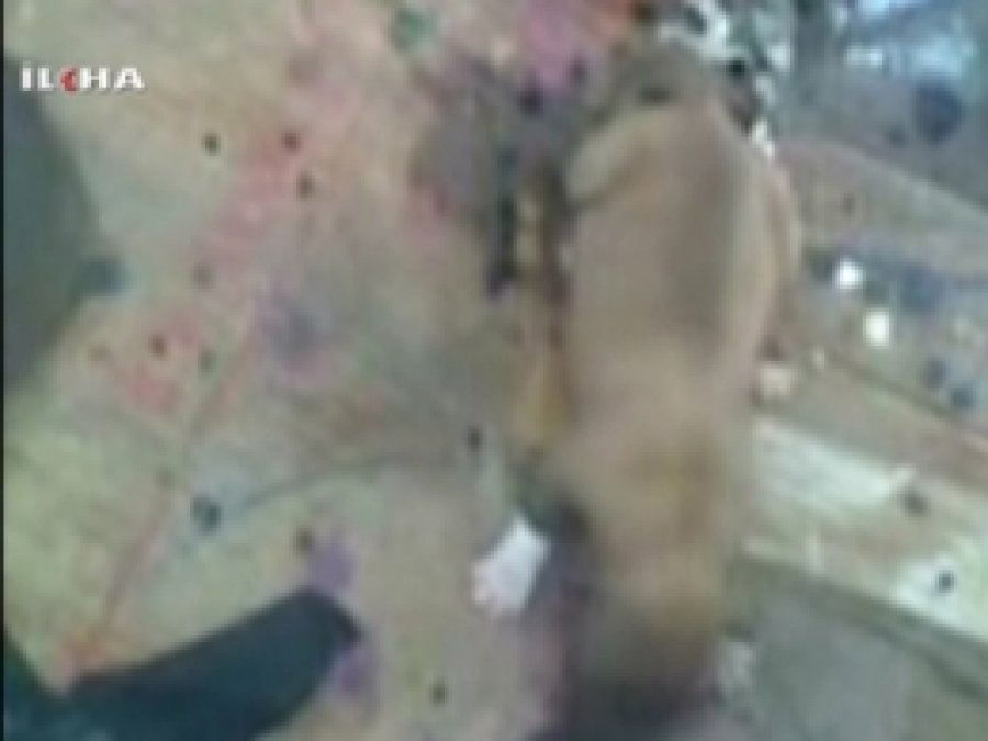 Köpek Yavrusu 'Anne' Diye Bağırıyor!