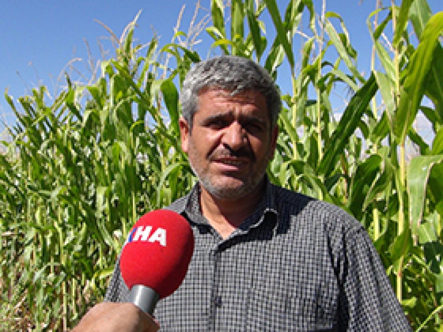 Mısır Eken Muşlu Çiftçi Dertli